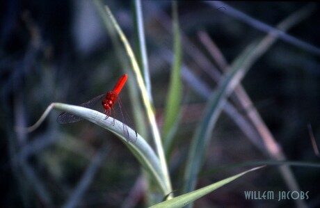 Fire Red Dragon Fly