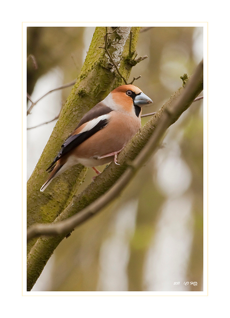 Appelvink 4