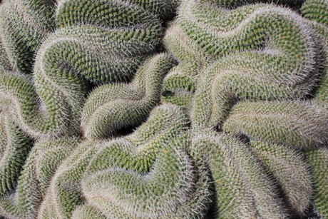 Cactus die lijkt op hersens op Lanzarote
