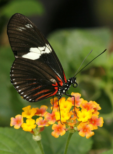 Heliconius op bloem