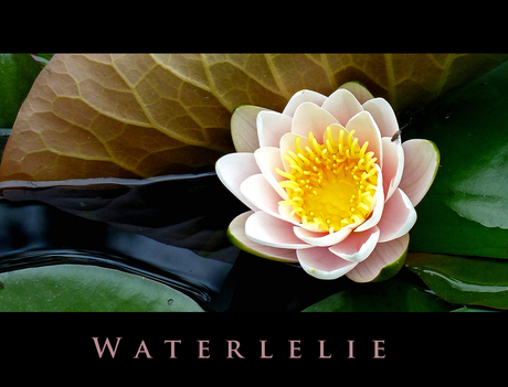 Waterlelie