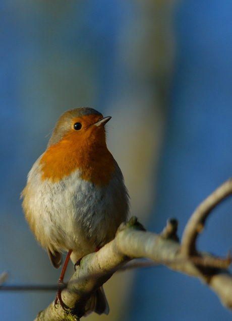 Roodborst#2