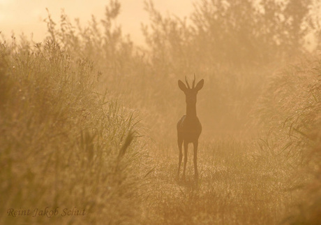 In de mist