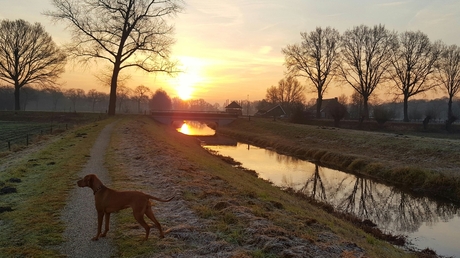 Sunrise and a dog