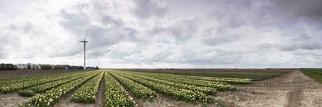 Tulpenveld Zuidelijk Flevoland