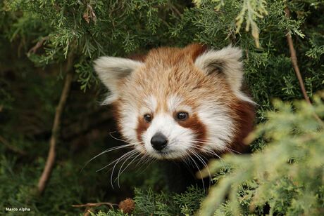 Kleine Panda