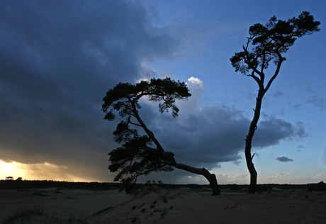 Dansende bomen