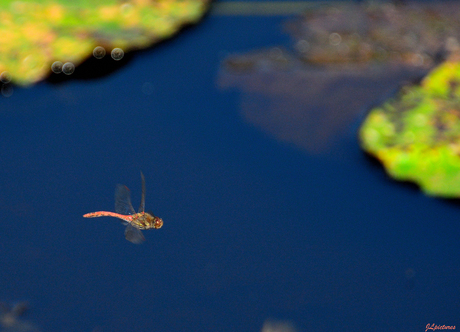 Flight of the Dragonfly!