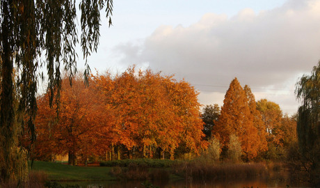 Park in herfsttooi