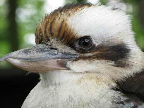 Kookaburra