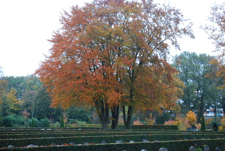 Herfst Kleuren.