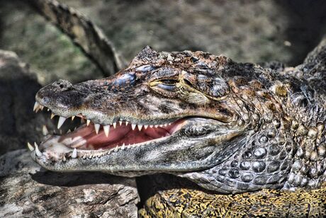 Krokodil HDR