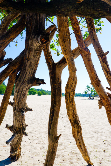 Loonse & Drunense Duinen