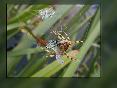 Honger ...............................
