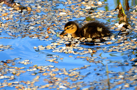 Sweet Duckling!