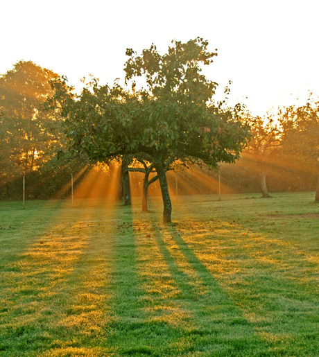 Boom zonnestralen