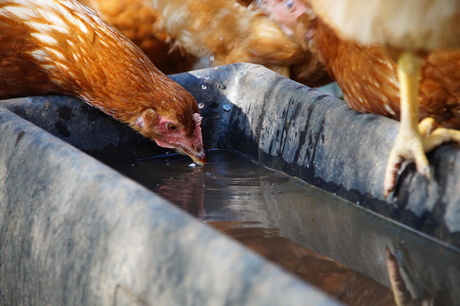 Kinderboerderij (2e test dag)