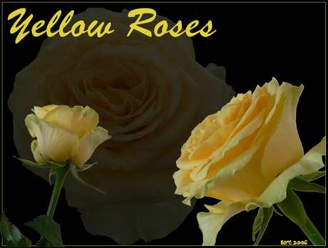 Yellow Roses