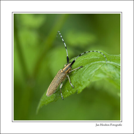 Agapanthia villosoviridescens - Distelboktor