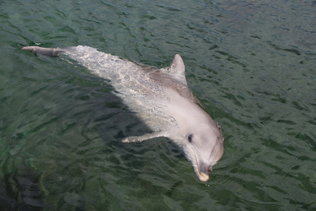 wilde dolfijn