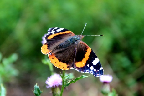 Mooie vlinder