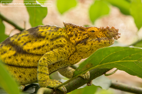 Kameleon, Madagaskar