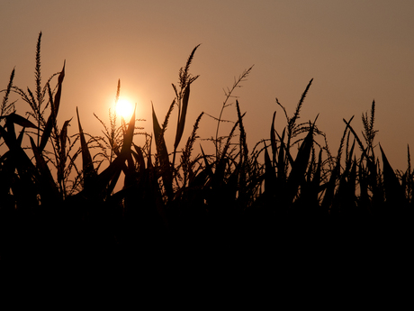 Maispluimen in de avondzon