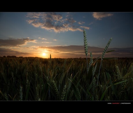Strobist time - tarwe