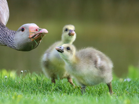 Grauwe Gans