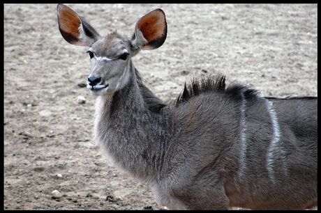 Zoomdag Burgers Zoo