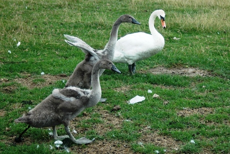 Rennen voor je leven
