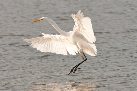 Zilverreiger