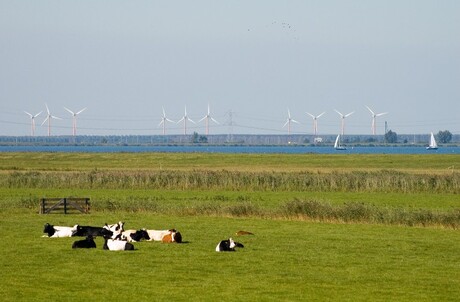 Hollands landschap