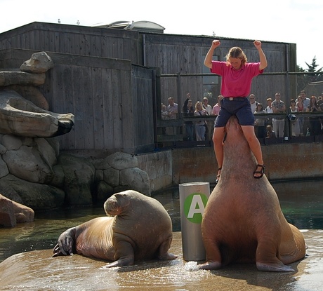 zitten op de snuit van een walrus