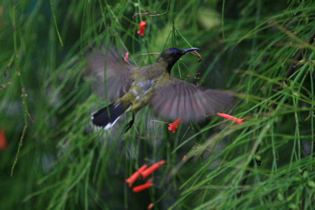 Bali, kolibri in actie