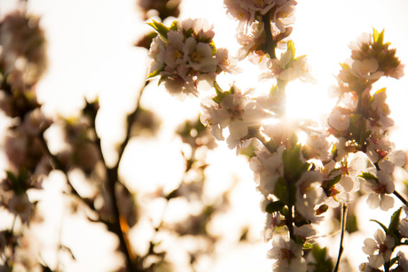 Bloeiende prunus in de lentezon