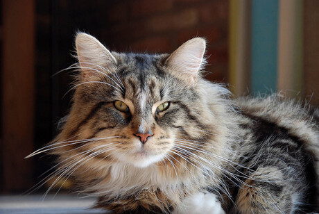Sem, onze main coon