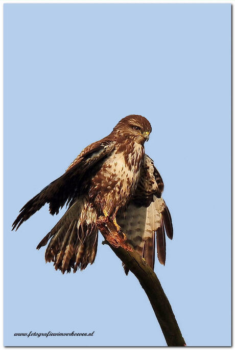 Buizerd