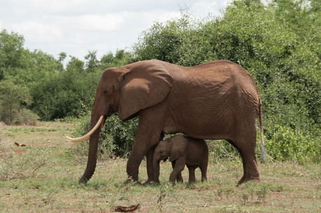 Olifant met jong