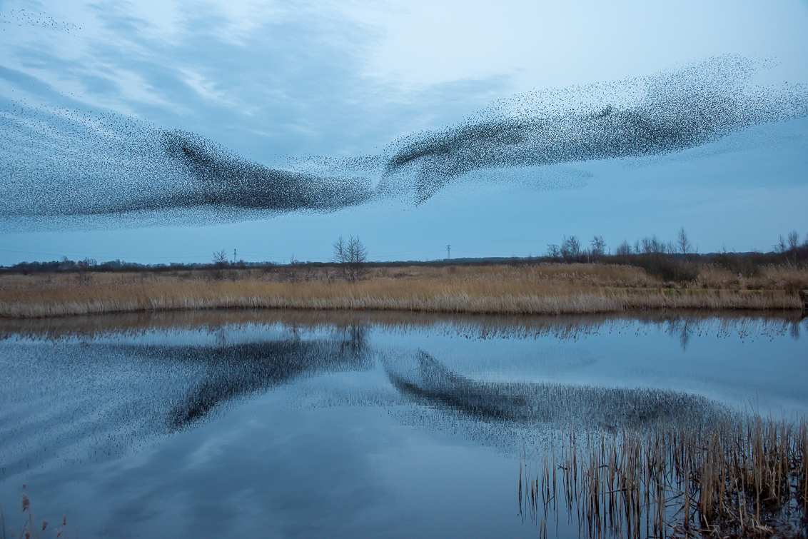 Dansende spreeuwenwolken - - - foto door phaaksma op 23-02-2021 - deze foto bevat: vogel, spreeuwen, weerspiegeling, spreeuwenwolken