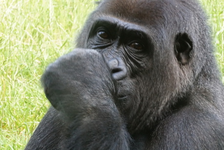 Gorilla in GaiaZoo