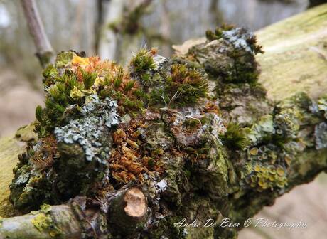 Mini landschap 2 cm groot