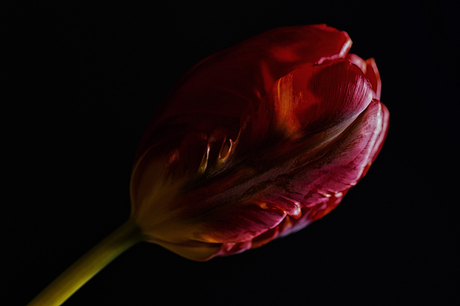 De tulp...