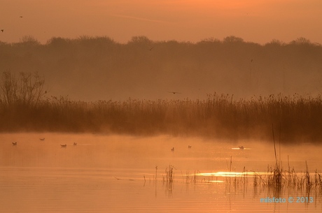 Vroege vogels in het mystieke licht