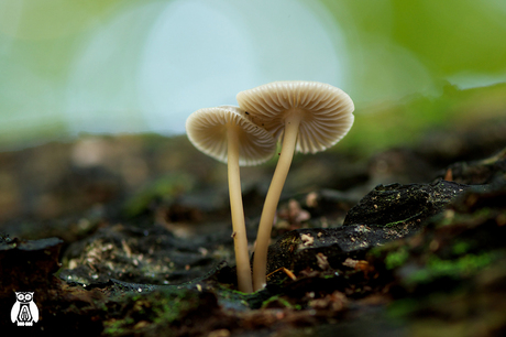 Glowing mushroom