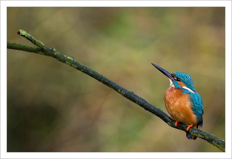 Disco Kingfisher