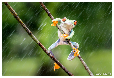 Red-eyed tree frog