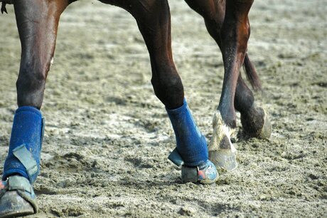 Paardenbenen aan het werk