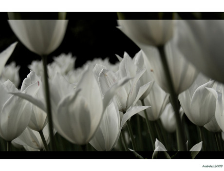 Witte tulpen