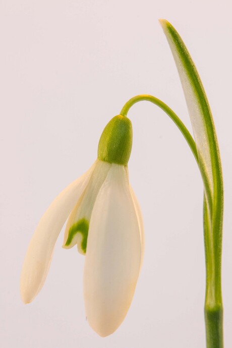 Snowdrop 1